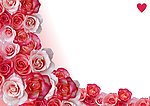 玫瑰花