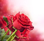 玫瑰花