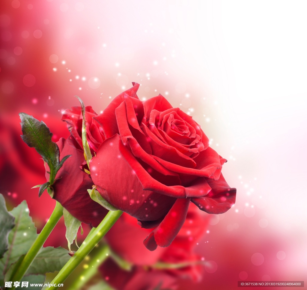 玫瑰花