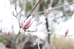 玉兰花