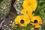 花毛茛