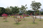 草坪小树枝花