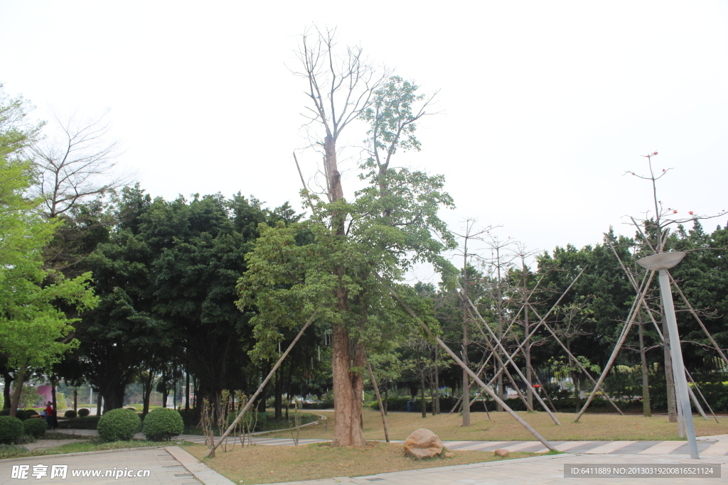 园区树林