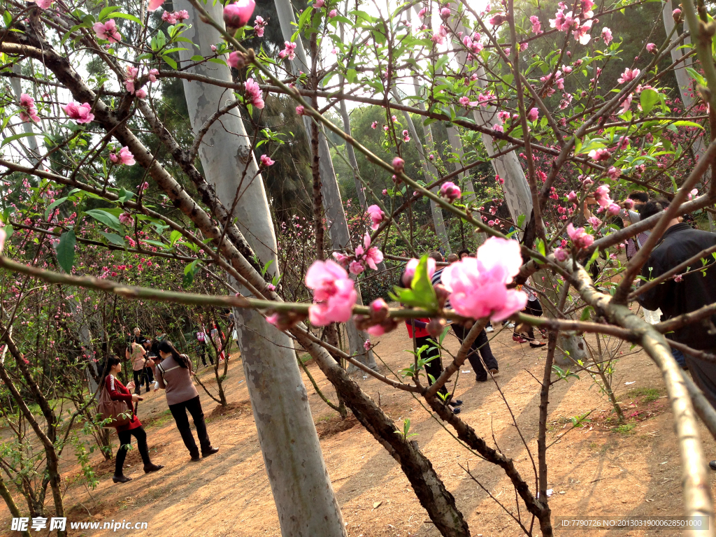 厦门忠仑公园桃花