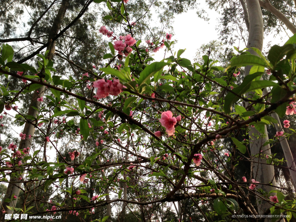 厦门忠仑公园桃花