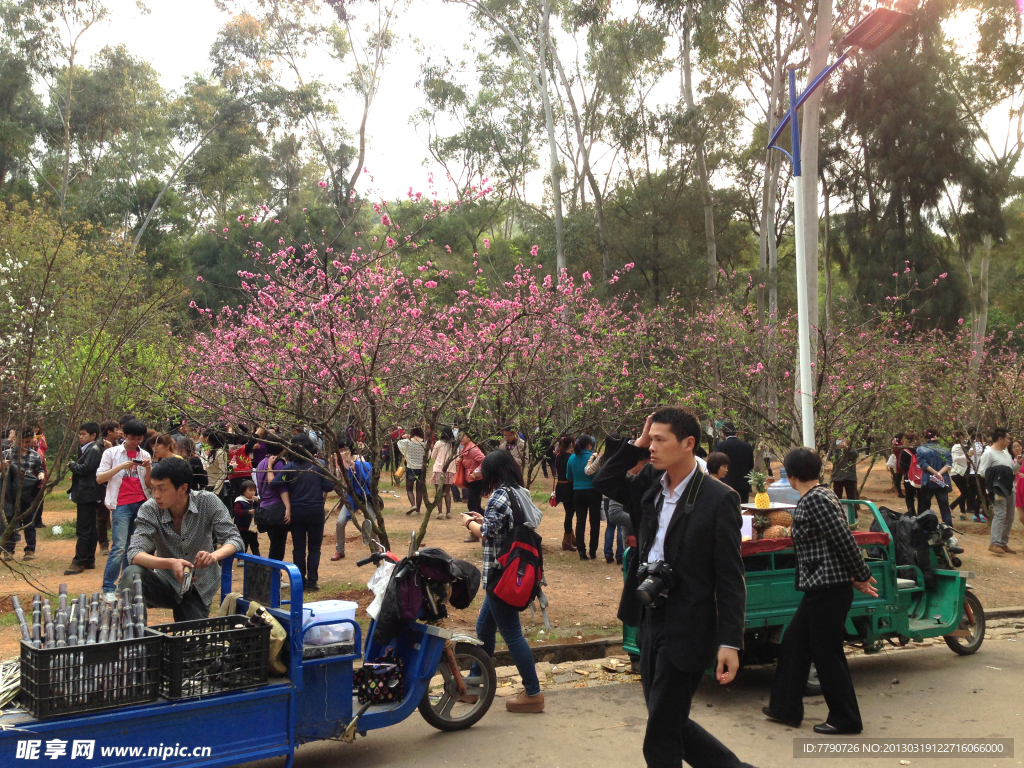 厦门忠仑公园桃花