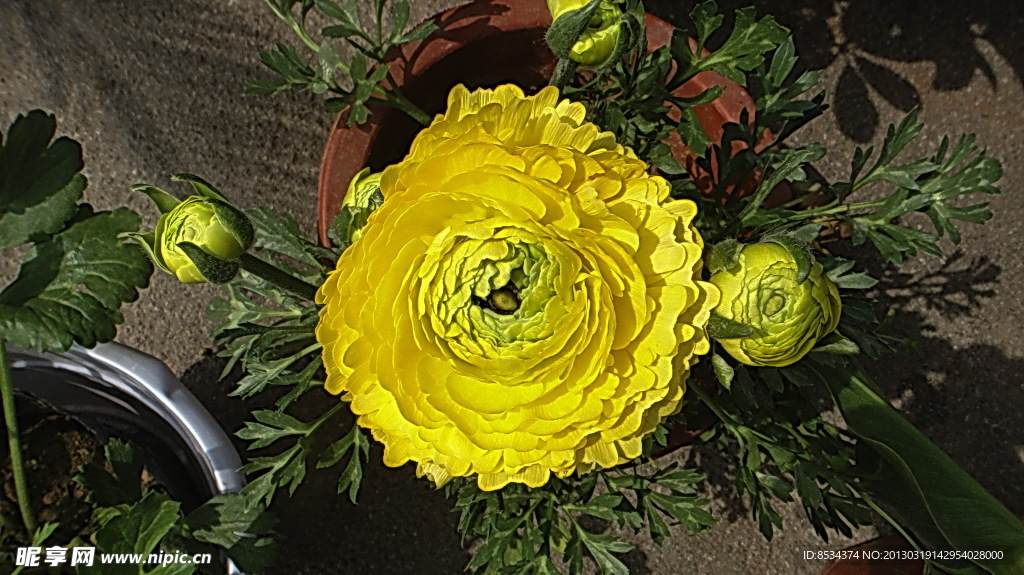 春菊