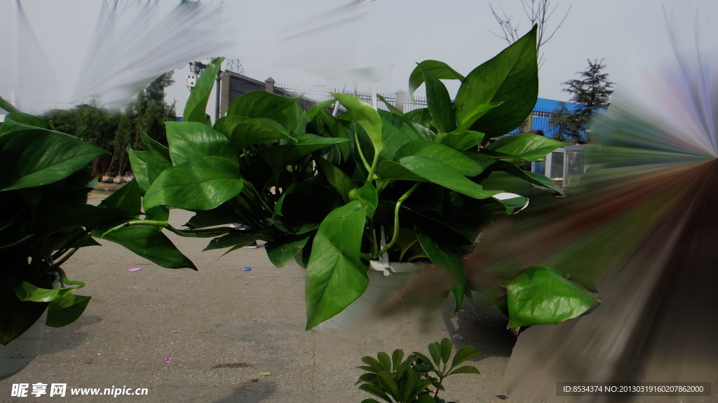 春天花草