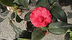茶花