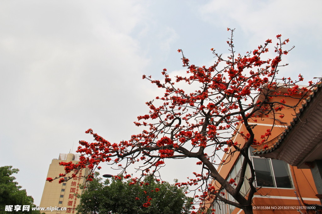 村口木棉花近景