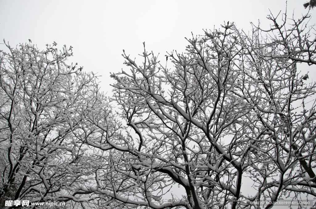 雪景