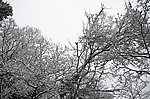 雪景