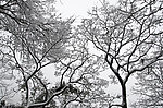 雪景