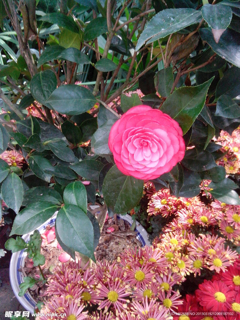 茶花