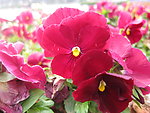 红色蝴蝶花