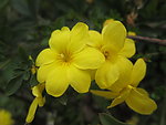 迎春花