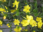 迎春花