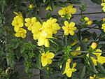 迎春花