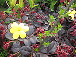 迎春花