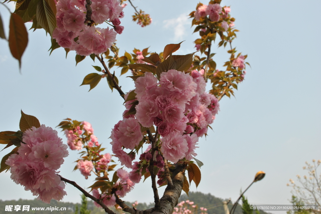 樱花