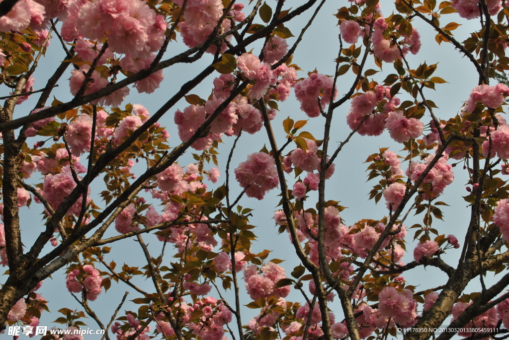 樱花