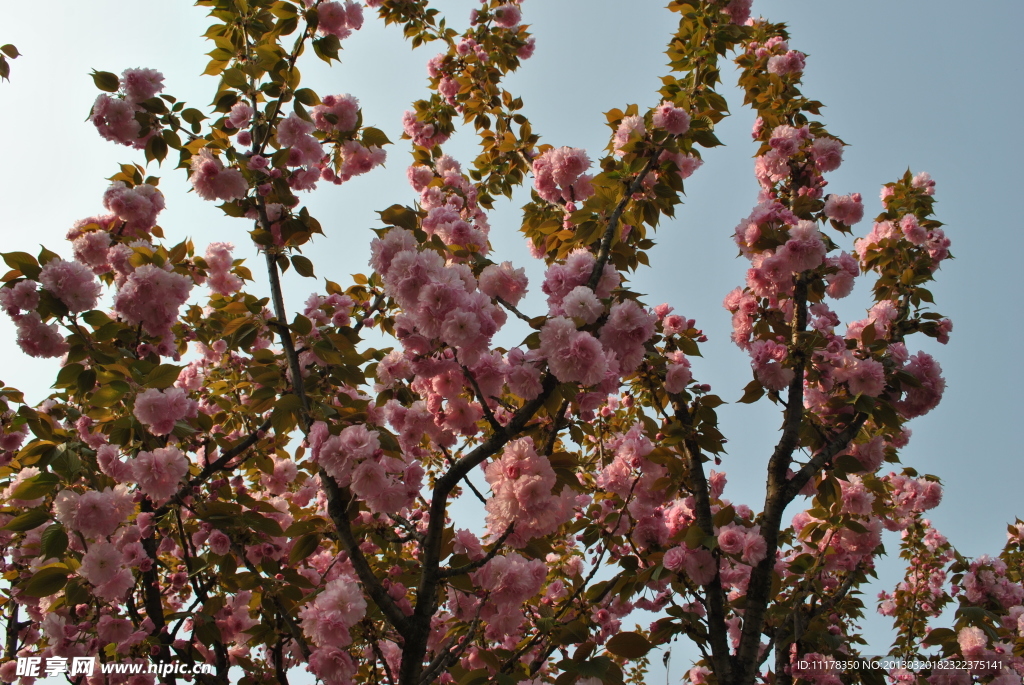 樱花