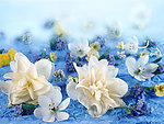 鲜花