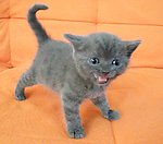 猫咪