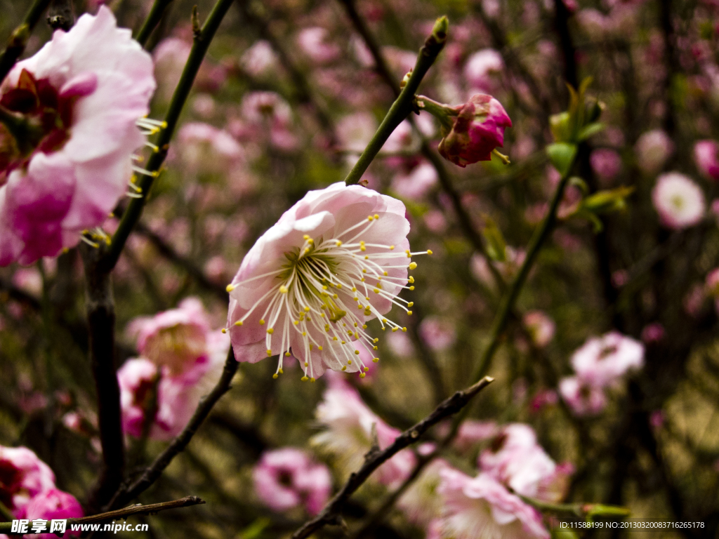 桃花