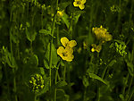 油菜花