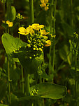 油菜花