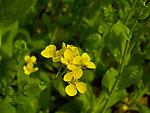 油菜花
