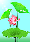 荷花