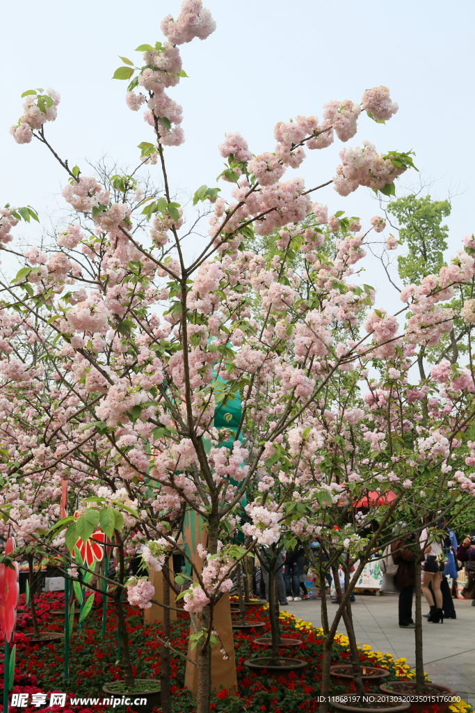 樱花