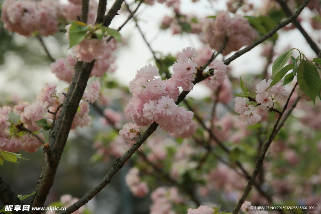 樱花