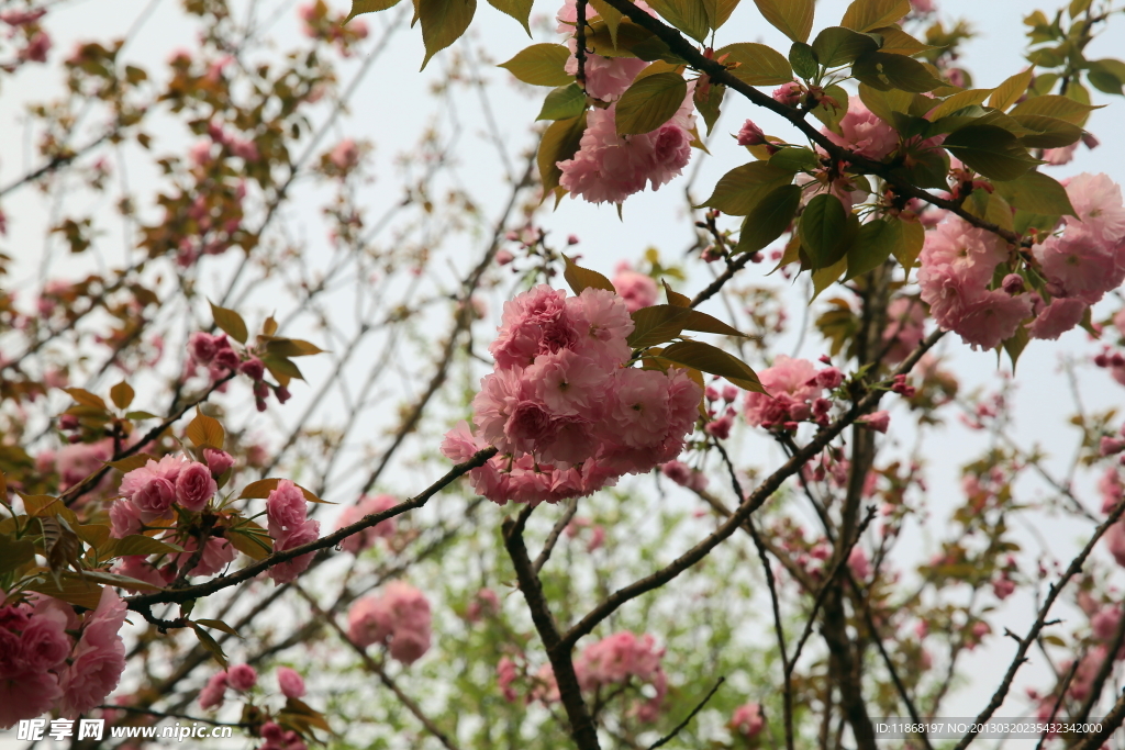 樱花