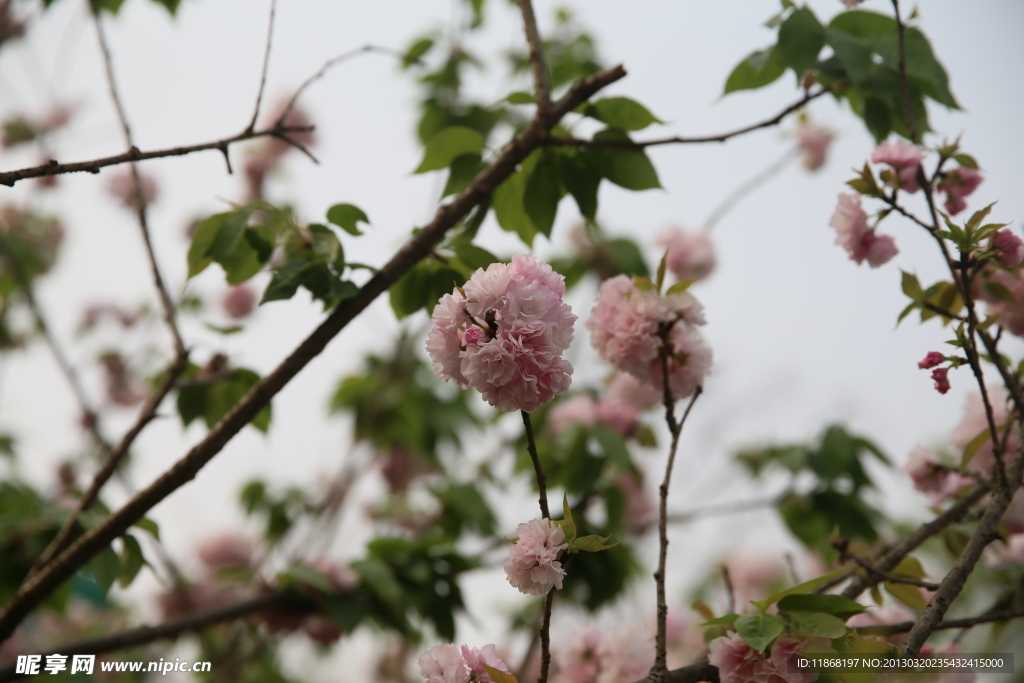 樱花