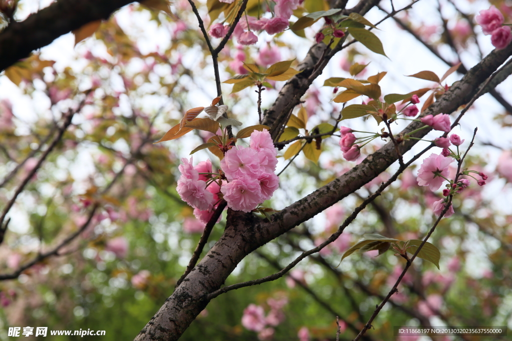 樱花