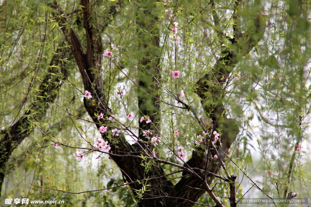 瓜渚湖 桃花