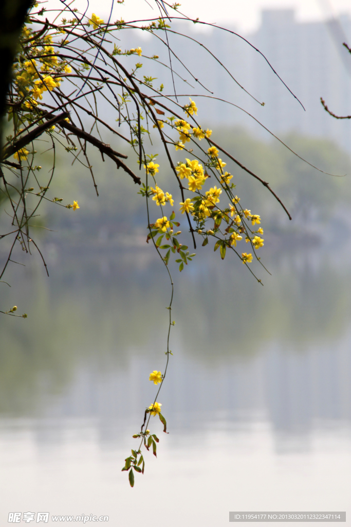 迎春花