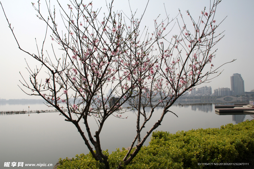 瓜渚湖 桃花