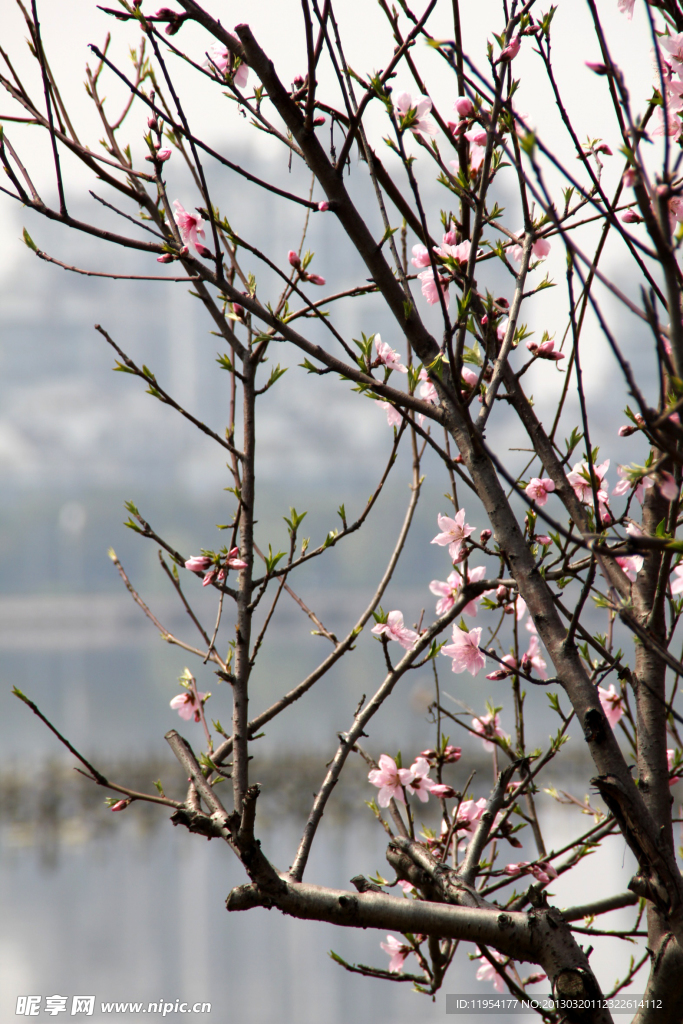 瓜渚湖 桃花