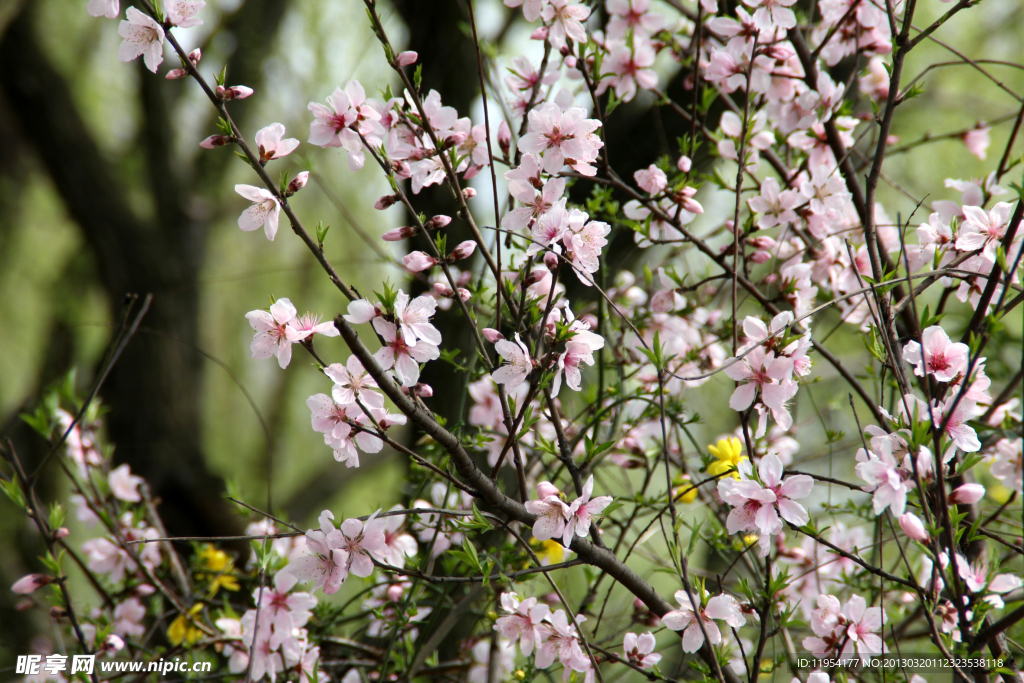 瓜渚湖 桃花