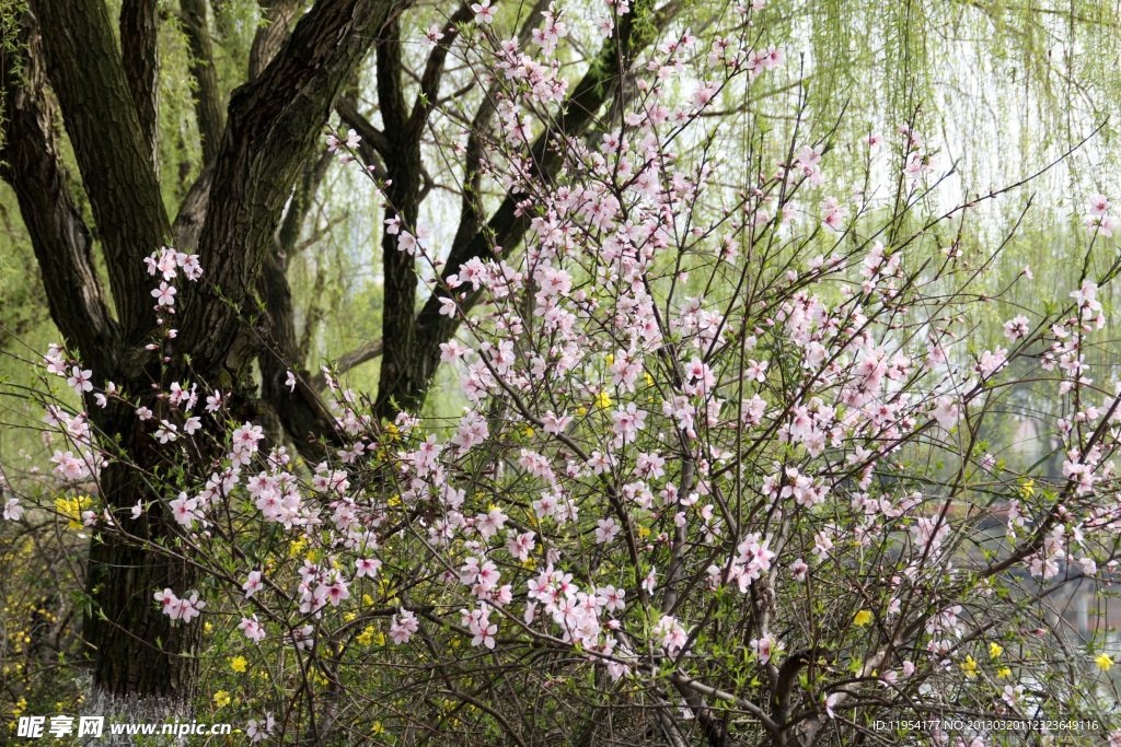 瓜渚湖 桃花