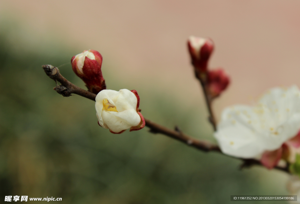 樱花
