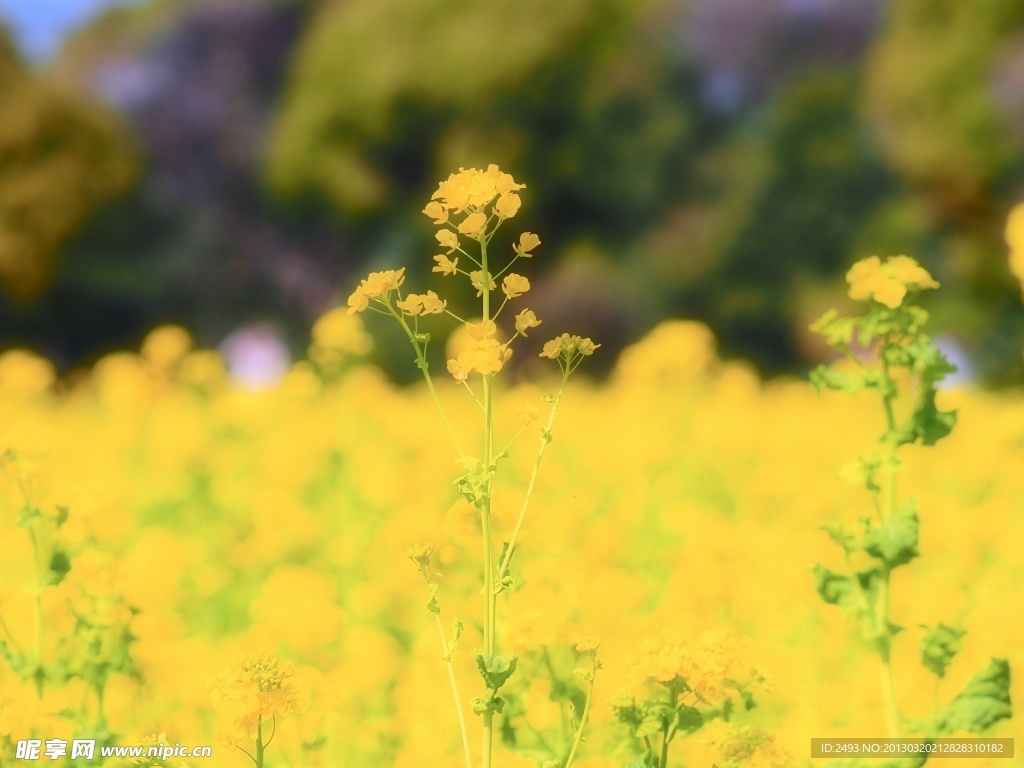 油菜花
