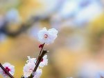 春季桃花摄影