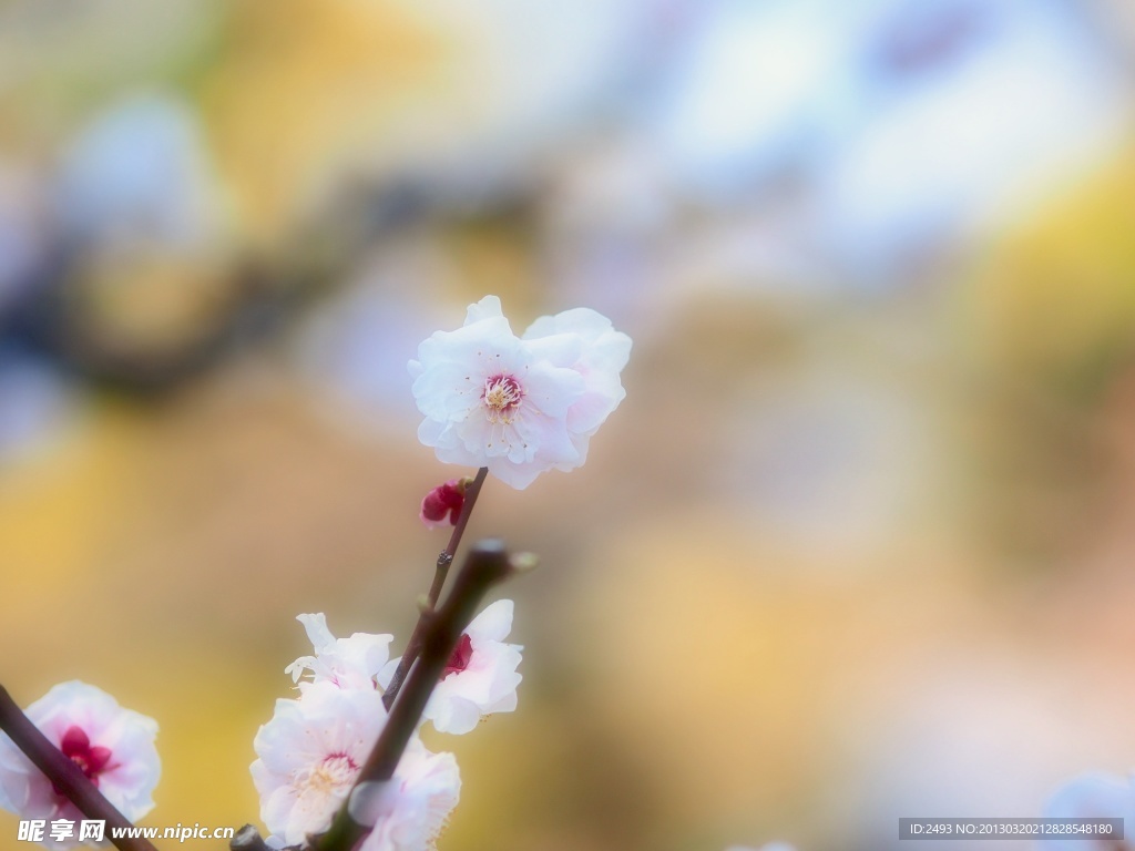 春季桃花摄影