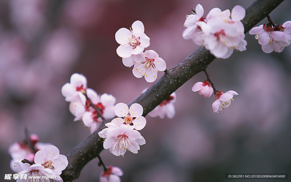 桃花