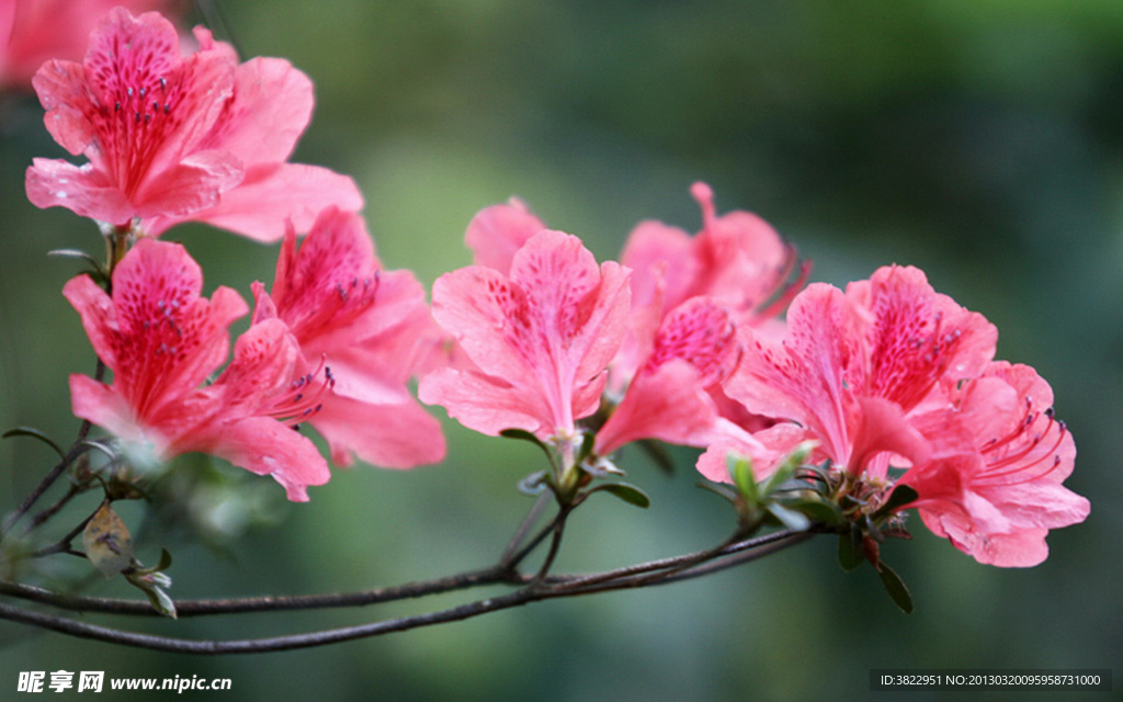 杜鹃花